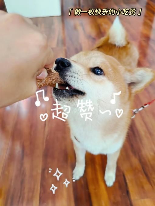 适合宠物犬吃的食物有哪些